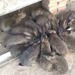 比利时兔野兔肉兔养殖与加盟图片2