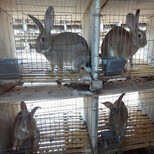 比利时兔野兔肉兔养殖与加盟图片4