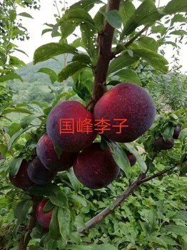 遼寧義縣供1公分國峰七李