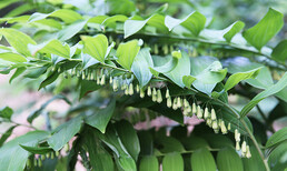 浙江黄精种苗种植价格图片0