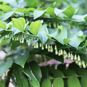 河北黄精种苗种植方法