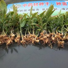 农之福鸡头黄精苗,孝感黄精种植方法图片