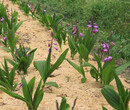 长沙白芨种苗种植园