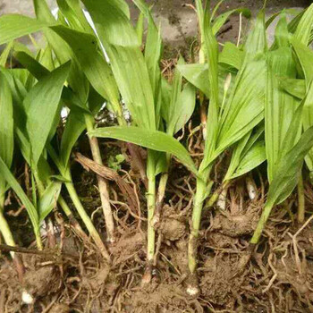 农之福白芨价格,江北白芨苗价格批发基地