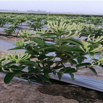 黔南金銀花種植要求,金銀花種苗價格