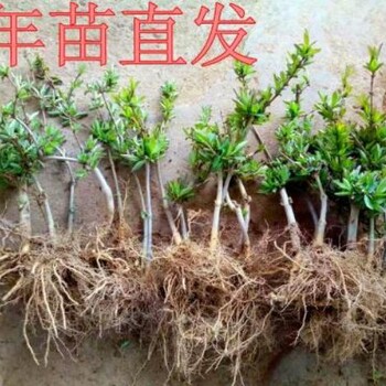 金銀花市場(chǎng)價(jià)