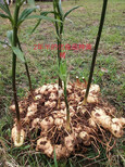 农之福老虎姜种苗,种植黄精利润图片3
