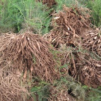 农之福麦冬种植,四川天冬种苗种植基地