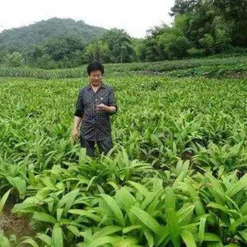 农之福白芨种植,紫花三叉白芨种植效益预算