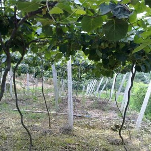 东莞菠萝苗种植基地