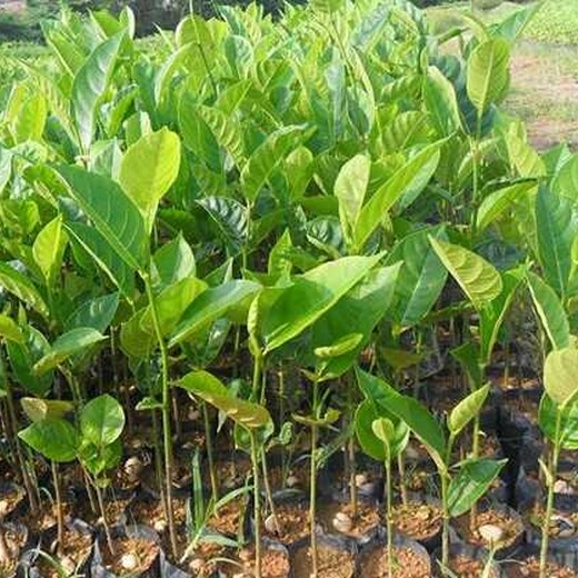 柳州菠萝苗种植基地