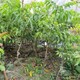 黄皮苗种植方法图