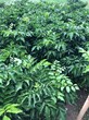 玉林黄皮苗种植价格图片