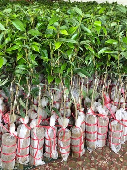 贺州荔枝苗种植方法