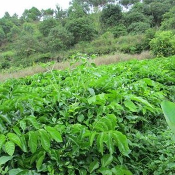 泉州荔枝苗種苗銷售