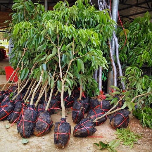 柳州荔枝苗种植