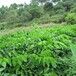 茂名龙眼苗种植价格