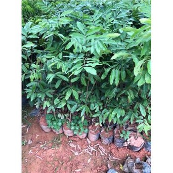 資陽(yáng)龍眼苗種植技術(shù)