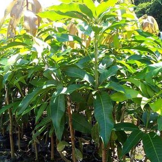 雅安芒果苗种植方法
