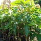 芒果苗种植图