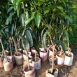 玉林芒果苗种植方法