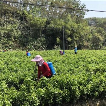 汕尾砂糖桔苗種植