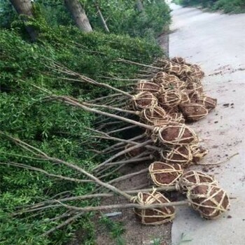 宁德石榴苗种植方法