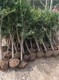 普洱石榴苗种植图