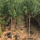 铜仁石榴苗种植方法图