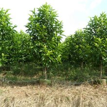 山东供应白玉兰图片