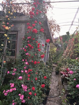重慶苗圃基地月季薔薇三角梅桂花苗木配送批發(fā)