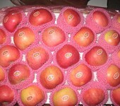 苹果冷冻冷藏关于保鲜冷库类型的选择标准