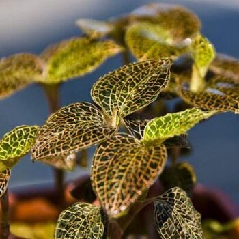 鑫農(nóng)豐中藥種植讓無數(shù)創(chuàng)業(yè)者不再迷茫
