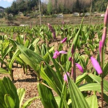 鑫农丰白芨种植带你乘风起航市场大有可为