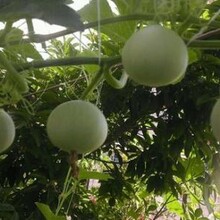 虞城县鸡蛋葫芦种子葫芦种子
