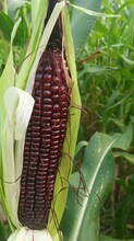 杂交一代黑糯3号玉米种子