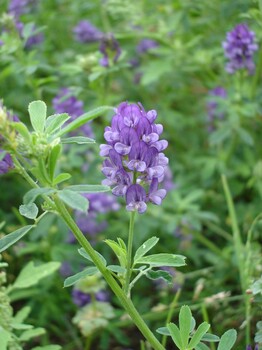 山東濟南紫花苜蓿種子圖片山東紫花苜蓿發(fā)芽率高