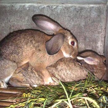 厂家供应肉兔种兔比利时兔包邮保成活包教技术
