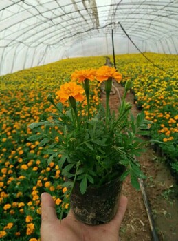 四季草花基地，批发各类时令草花，草花孔雀草供应，孔雀草价格