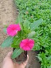 保定四季草花基地草花基地時令草花雞冠花批發