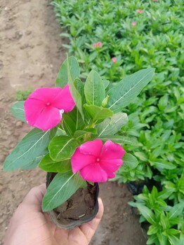 南通草花基地四季草花批發(fā)矮牽牛江蘇時(shí)令草花基地