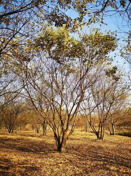 丛生朴树价格(朴树基地)