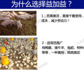 干撒发酵床菌种养鸭在辽宁什么价格可以买到？