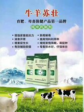 牛羊苏壮,牛羊吃的多长的快图片