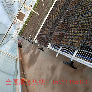 研發(fā)定制熱鍍鋅育苗床您身邊的苗床