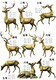 全新鹿雕塑动物鹿雕塑厂家品质优良产品图