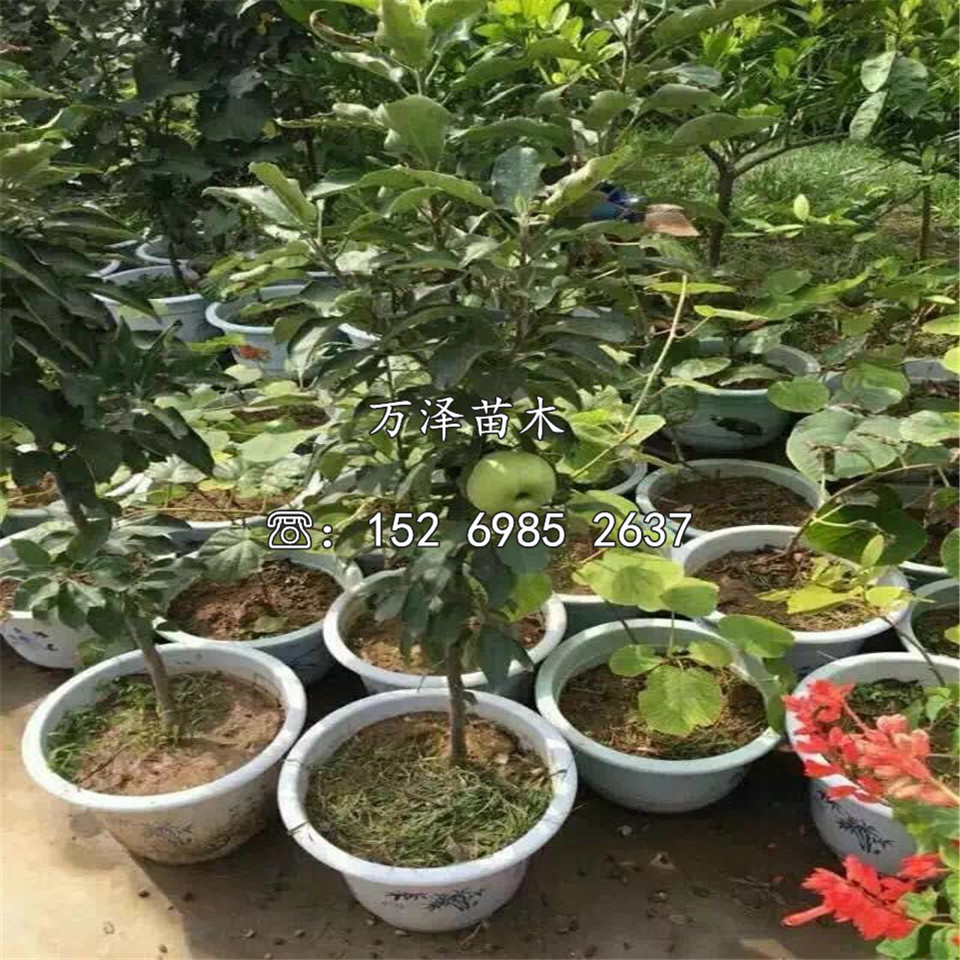 眾成蘋果苗供應(yīng)、眾成蘋果苗供應(yīng)基地