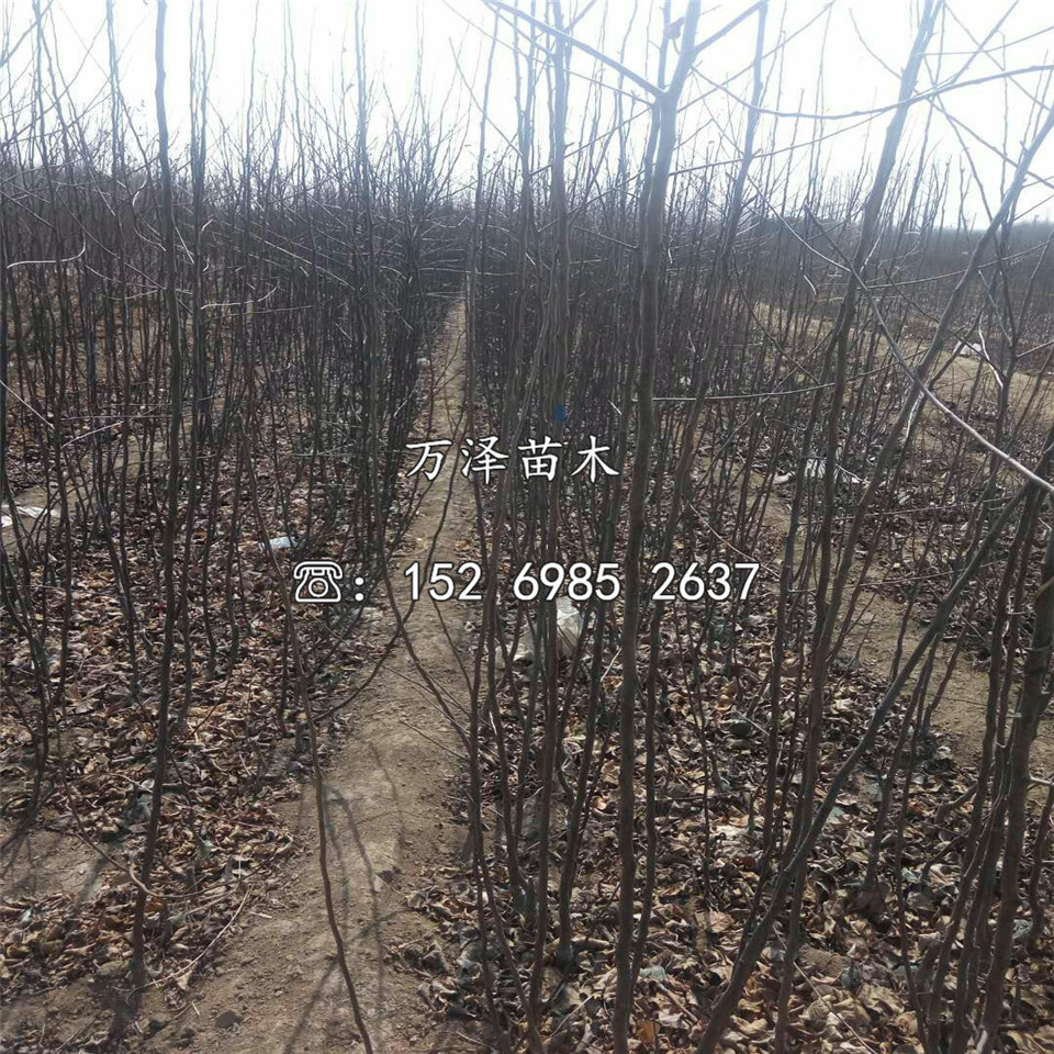 矮化懶富蘋果苗基地價(jià)格