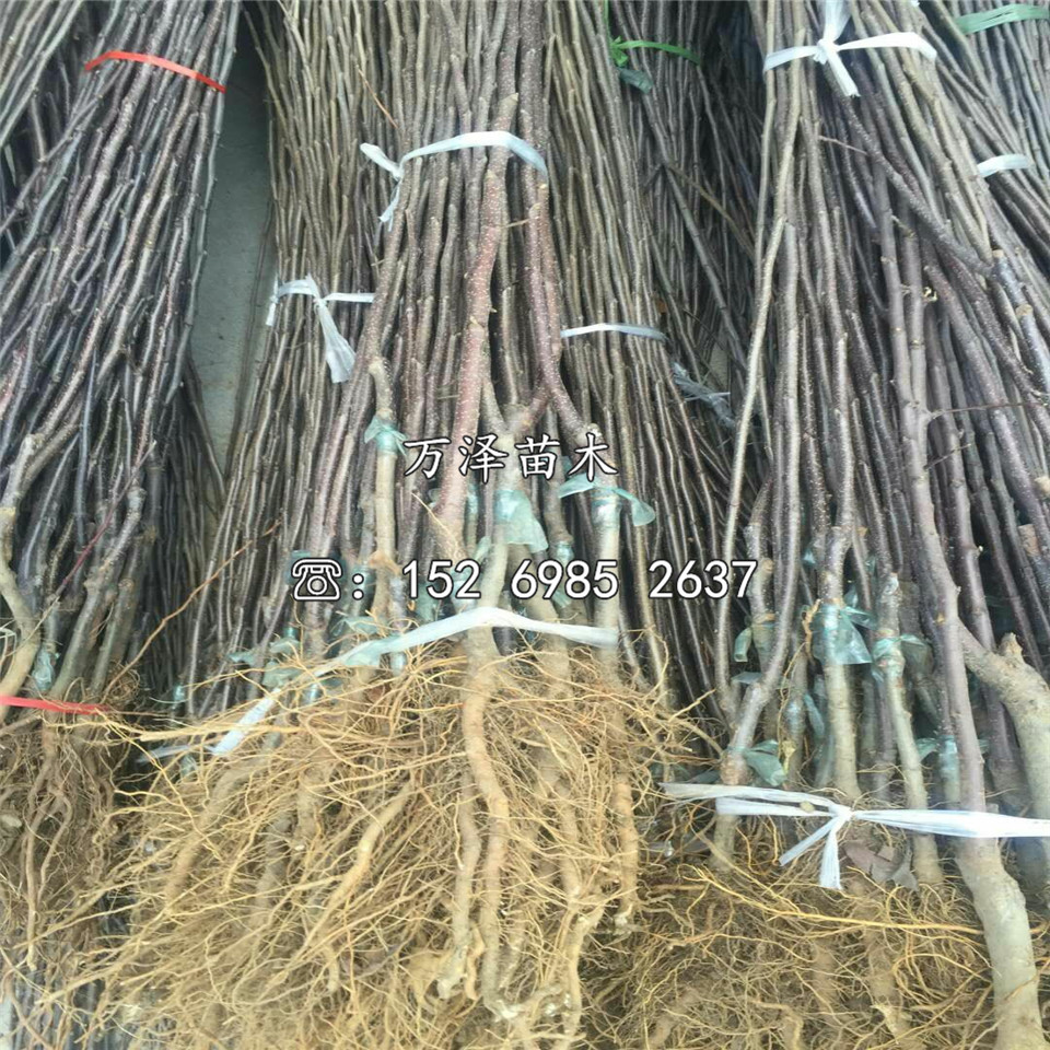 華珍蘋果苗簡介、華珍蘋果苗品種介紹