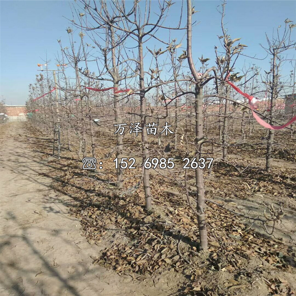 華珍蘋果苗、華珍蘋果苗批發(fā)價格